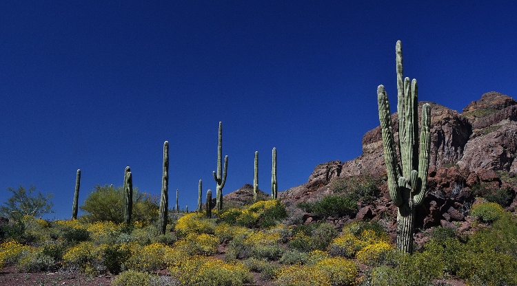 desert flowers